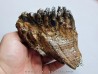MAMMOTH TOOTH:  mammuthus primigenius (15)