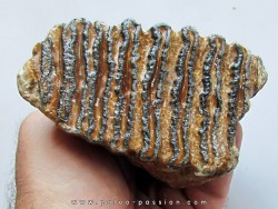 MAMMOTH TOOTH:  mammuthus primigenius (16)
