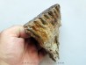 MAMMOTH TOOTH:  mammuthus primigenius (16)