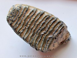 DENT DE MAMMOUTH:  mammuthus primigenius (18)