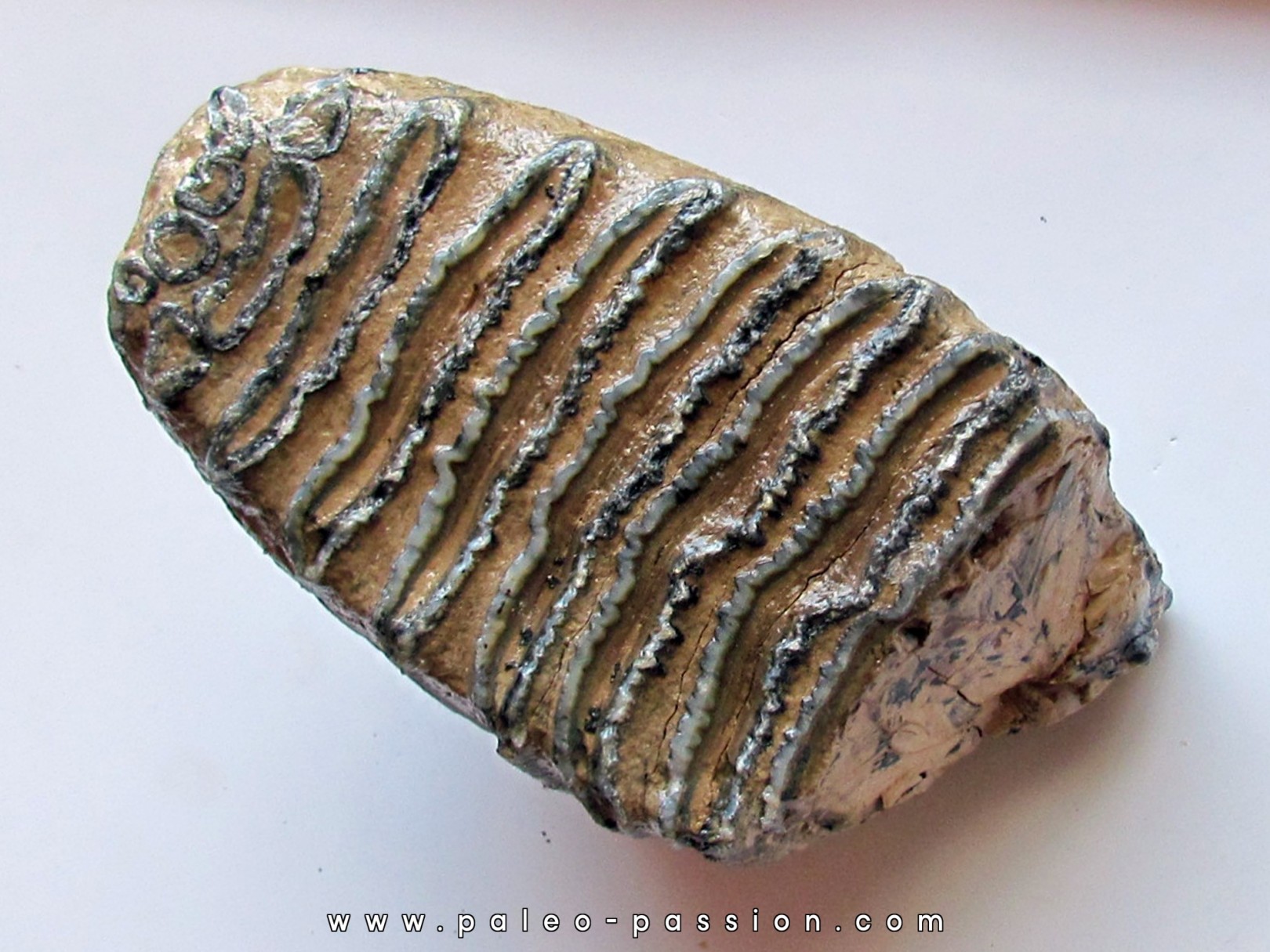 DENT DE MAMMOUTH:  mammuthus primigenius (18)