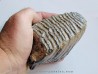 MAMMOTH TOOTH:  mammuthus primigenius (18)