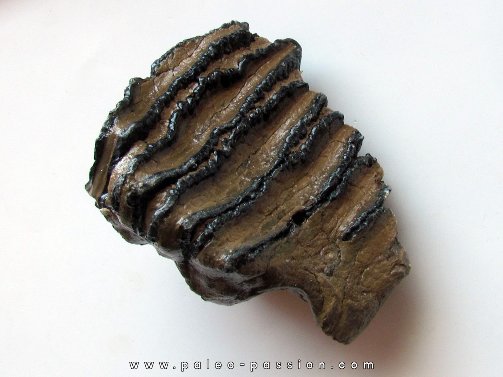 MAMMOTH TOOTH:  mammuthus meridionalis (1) MAMMOTH TOOTH:  mammuthus meridionalis (1)