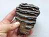 MAMMOTH TOOTH:  mammuthus meridionalis (1) MAMMOTH TOOTH:  mammuthus meridionalis (1)
