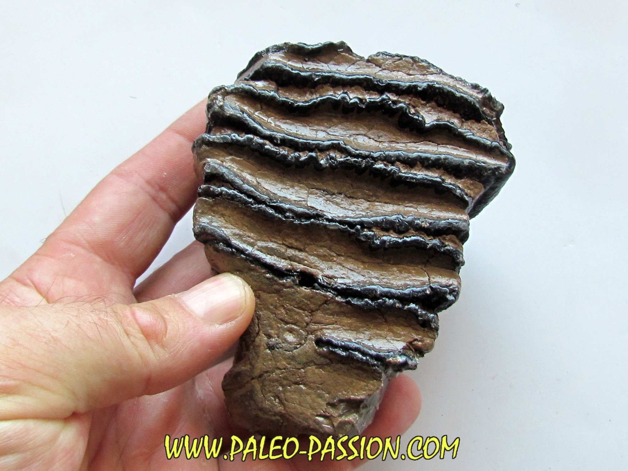 DENT DE MAMMOUTH mammuthus meridionalis (2) PaleoPassion