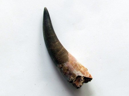 dent d'elasmosaure: zarafasaura oceanis (3)