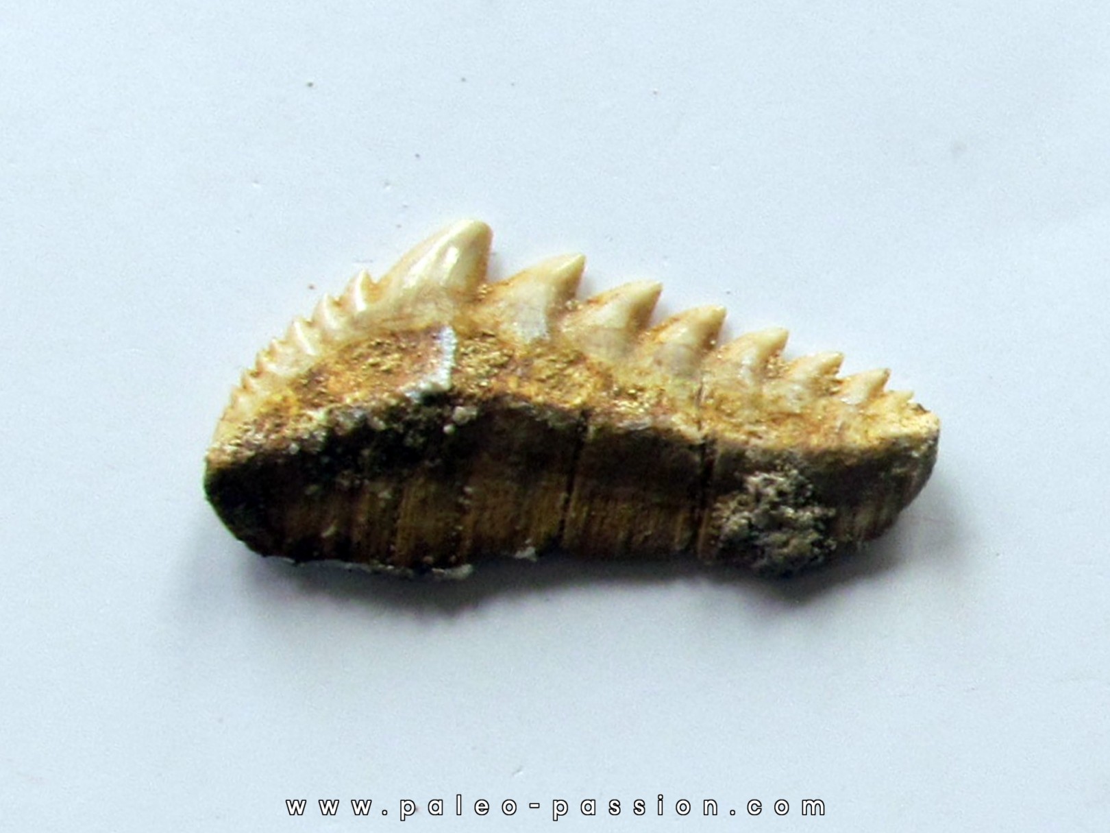 notidanodon loozi (3) notidanodon loozi (3)