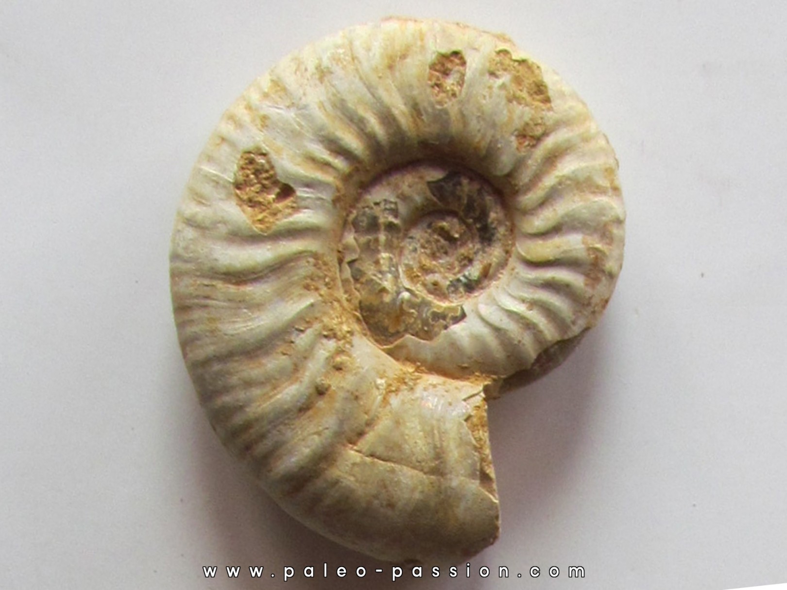 Mirosphinctes-aff-frickensis (4) Mirosphinctes-aff-frickensis (4)