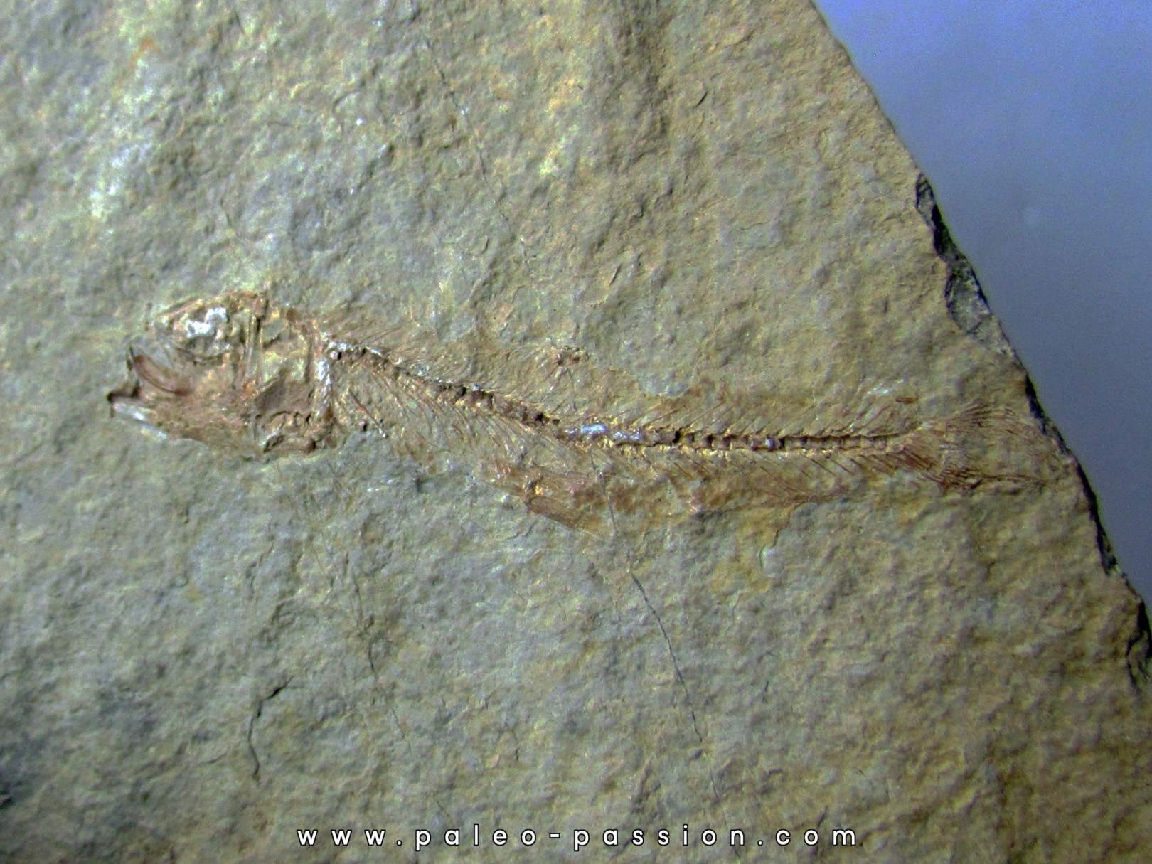 Leptolepis voithi - kimmeridgien  - Orbagnoux (2) Leptolepis voithi - kimmeridgien  - Orbagnoux (2)