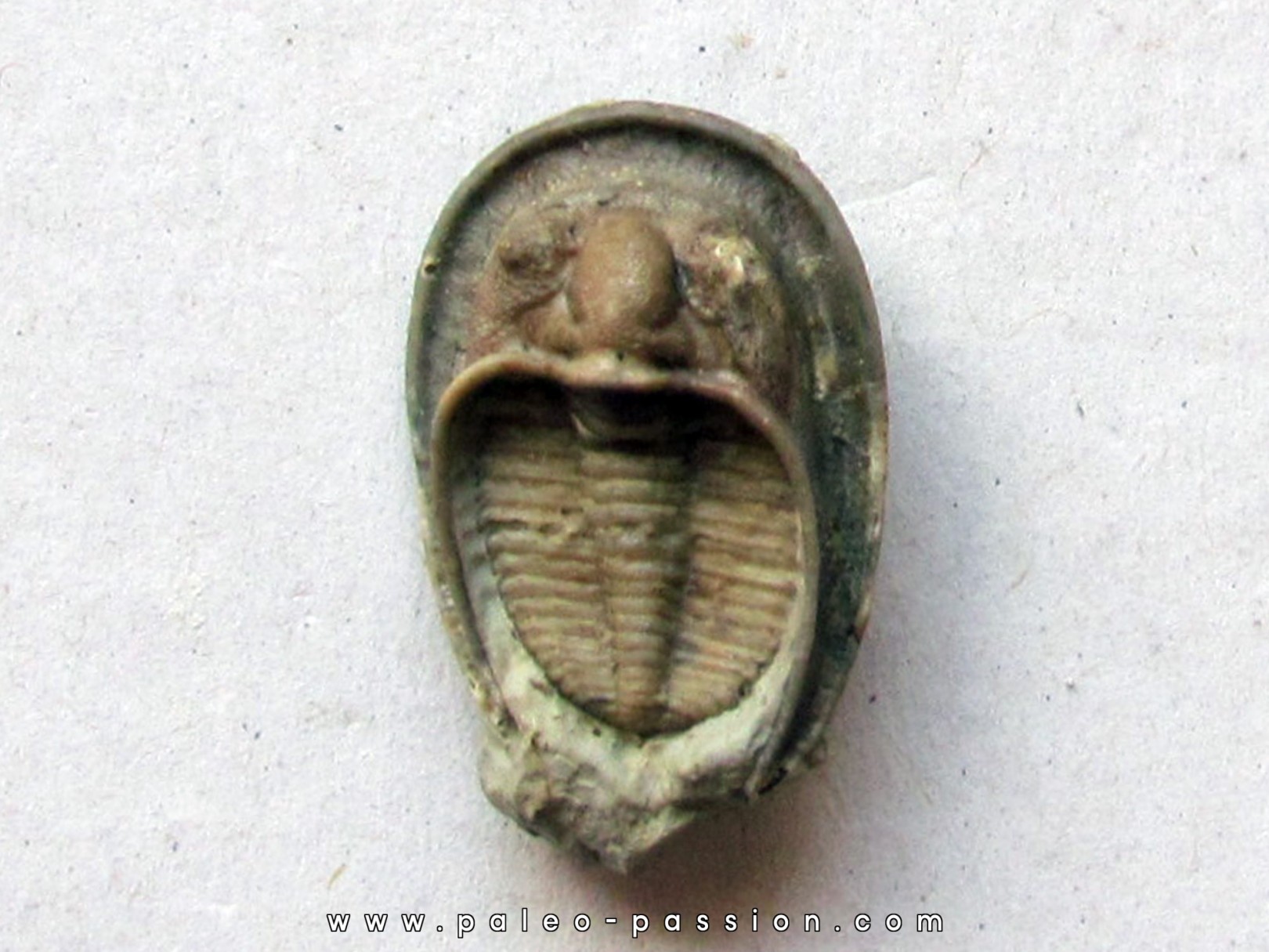 Dolichoharpes reticulatus Dolichoharpes reticulatus