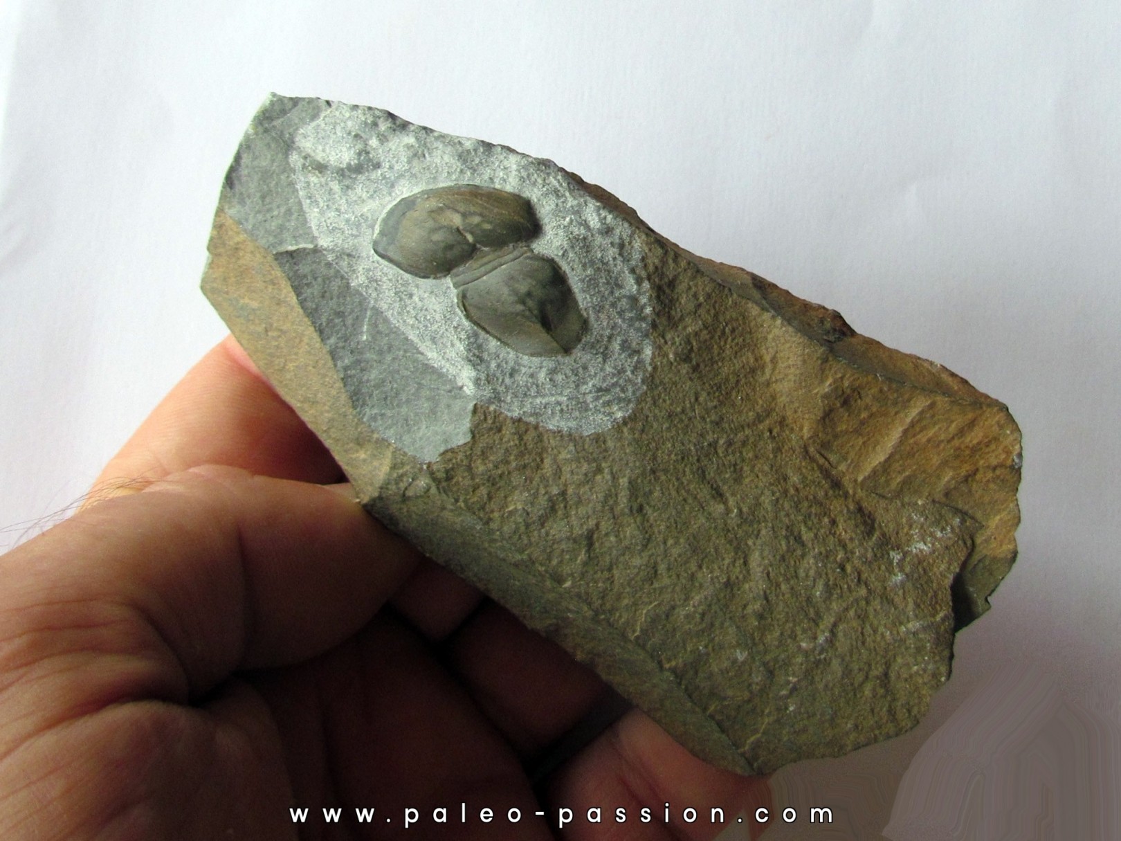 TARICCOIA ARRUSENSIS TARICCOIA ARRUSENSIS