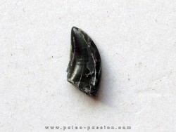 dinosaur tooth raptor: dromaeosaurus (1)