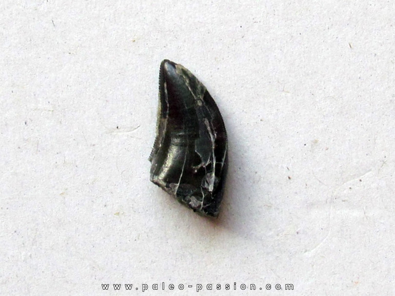 dinosaur tooth raptor: dromaeosaurus (1)