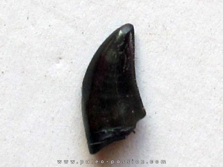 dinosaur tooth raptor: dromaeosaurus (3)