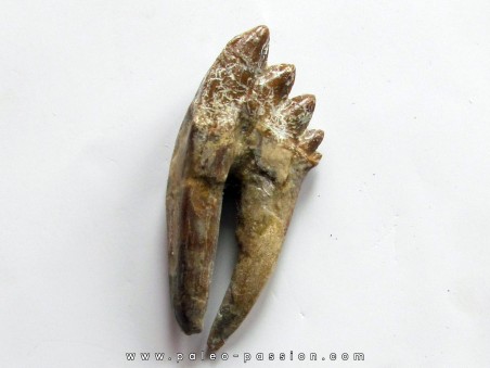 dent de Platyosphys aithai (1)