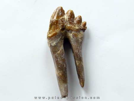 dent de Platyosphys aithai (3)