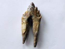 dent de Platyosphys aithai (5)