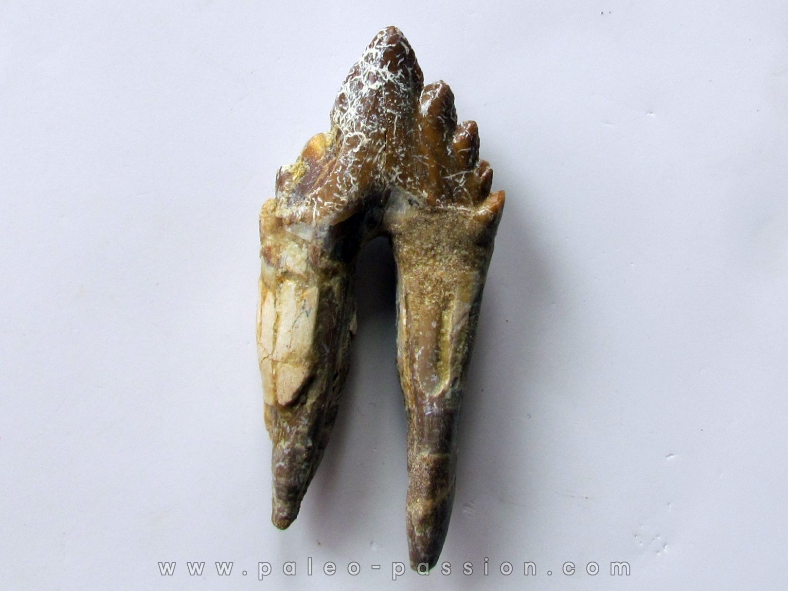 dent de Platyosphys aithai (5)