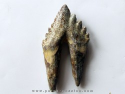 dent de Platyosphys aithai (7)