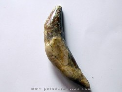 dent de Platyosphys aithai (11)