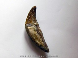 dent de Platyosphys aithai (13)
