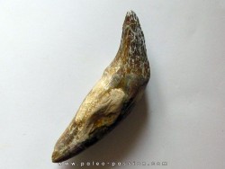 dent de Platyosphys aithai (14)