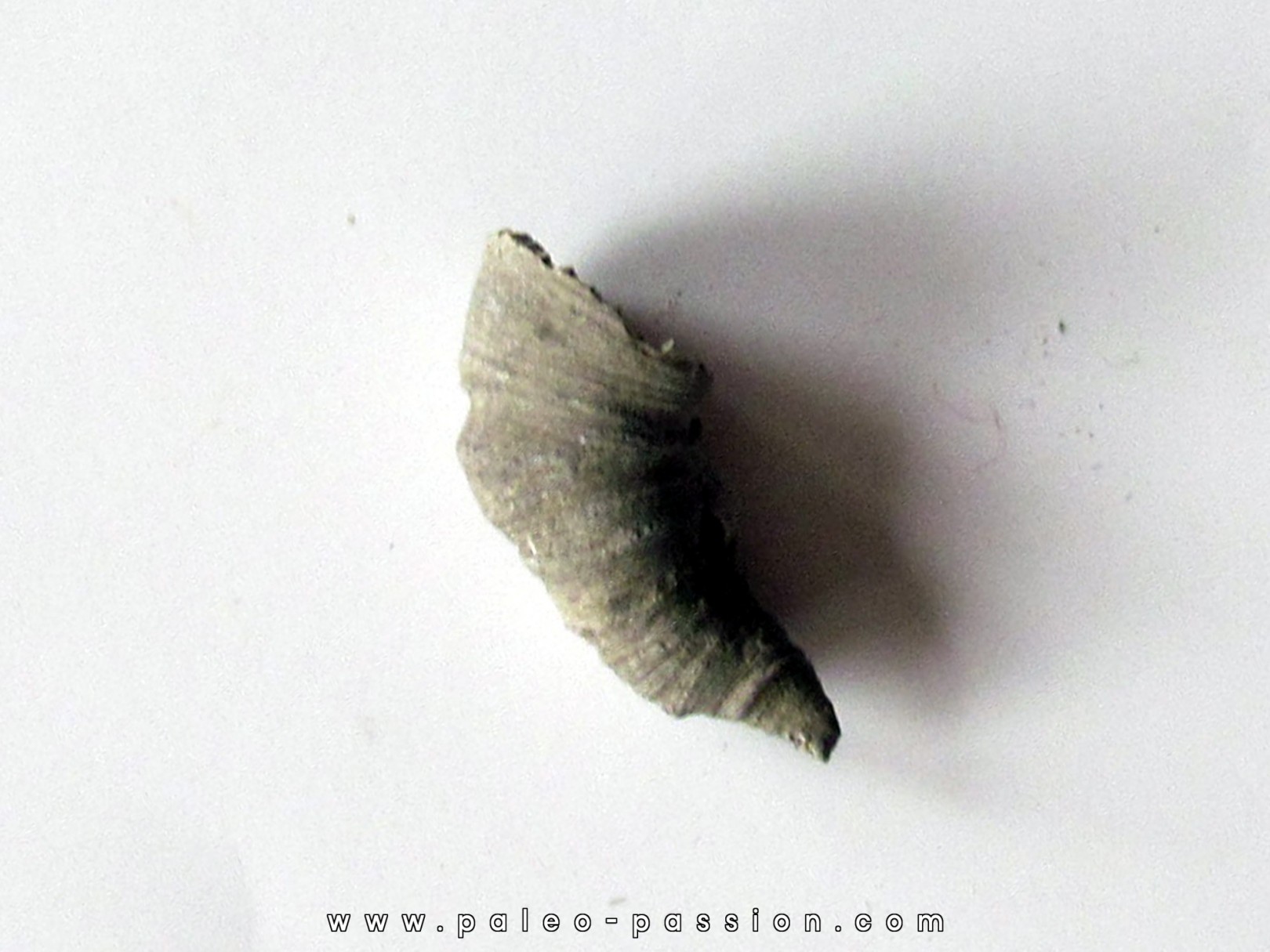 Zaphrentites delanovei (2) Zaphrentites delanovei (2)