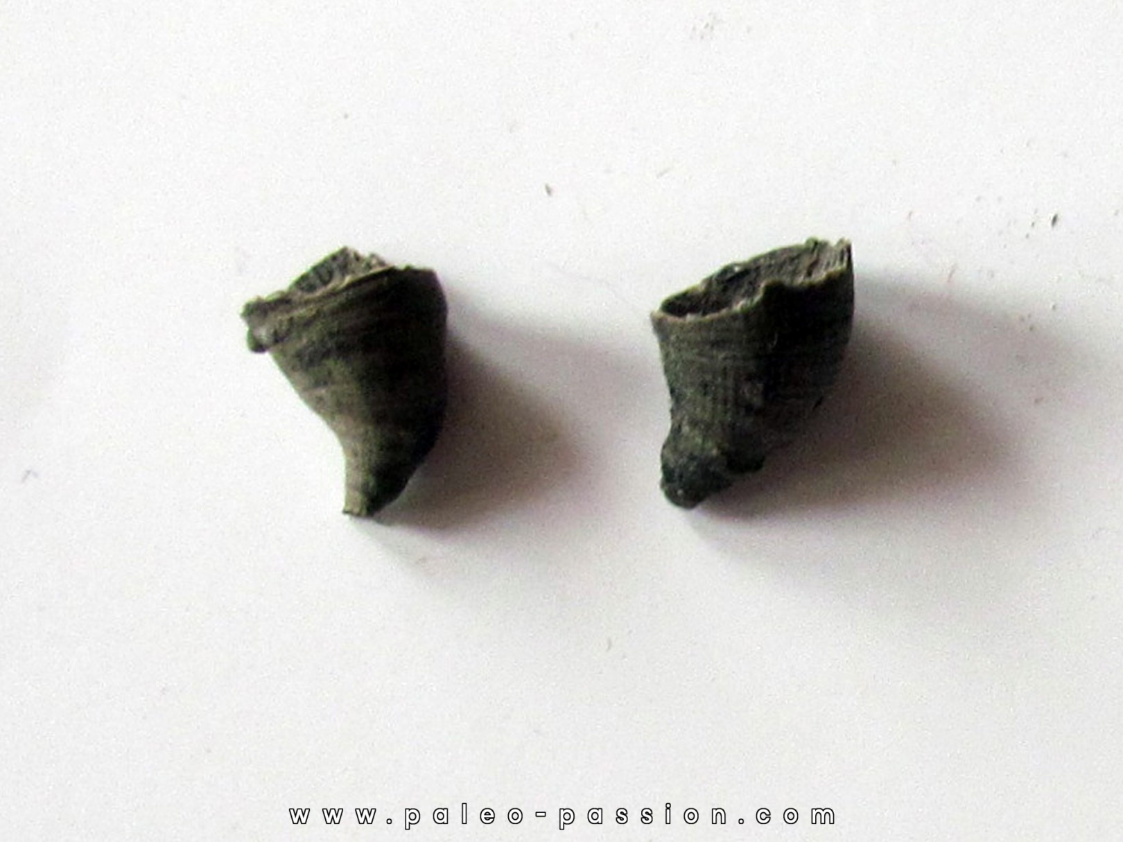 Zaphrentites delanovei (3) Zaphrentites delanovei (3)