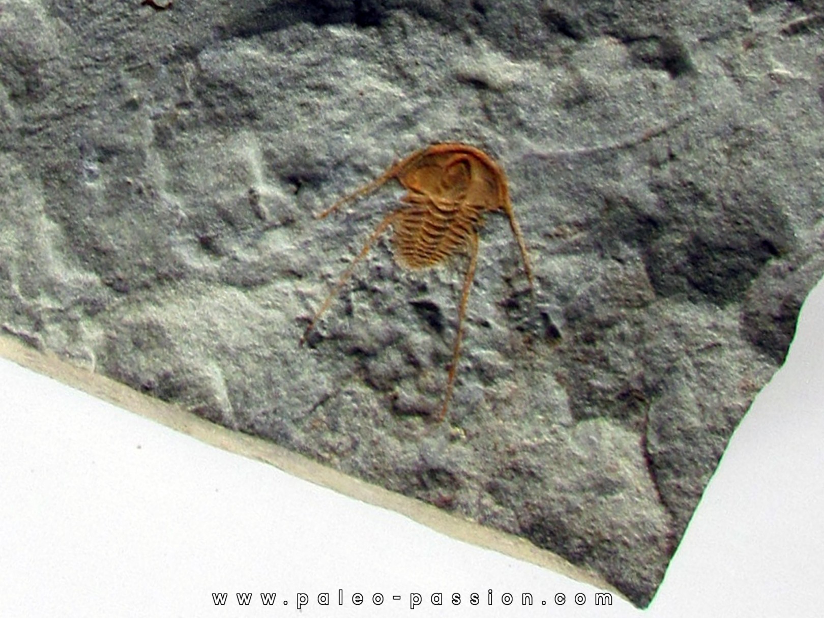 hamatolenus vincenti (2) hamatolenus vincenti (2)