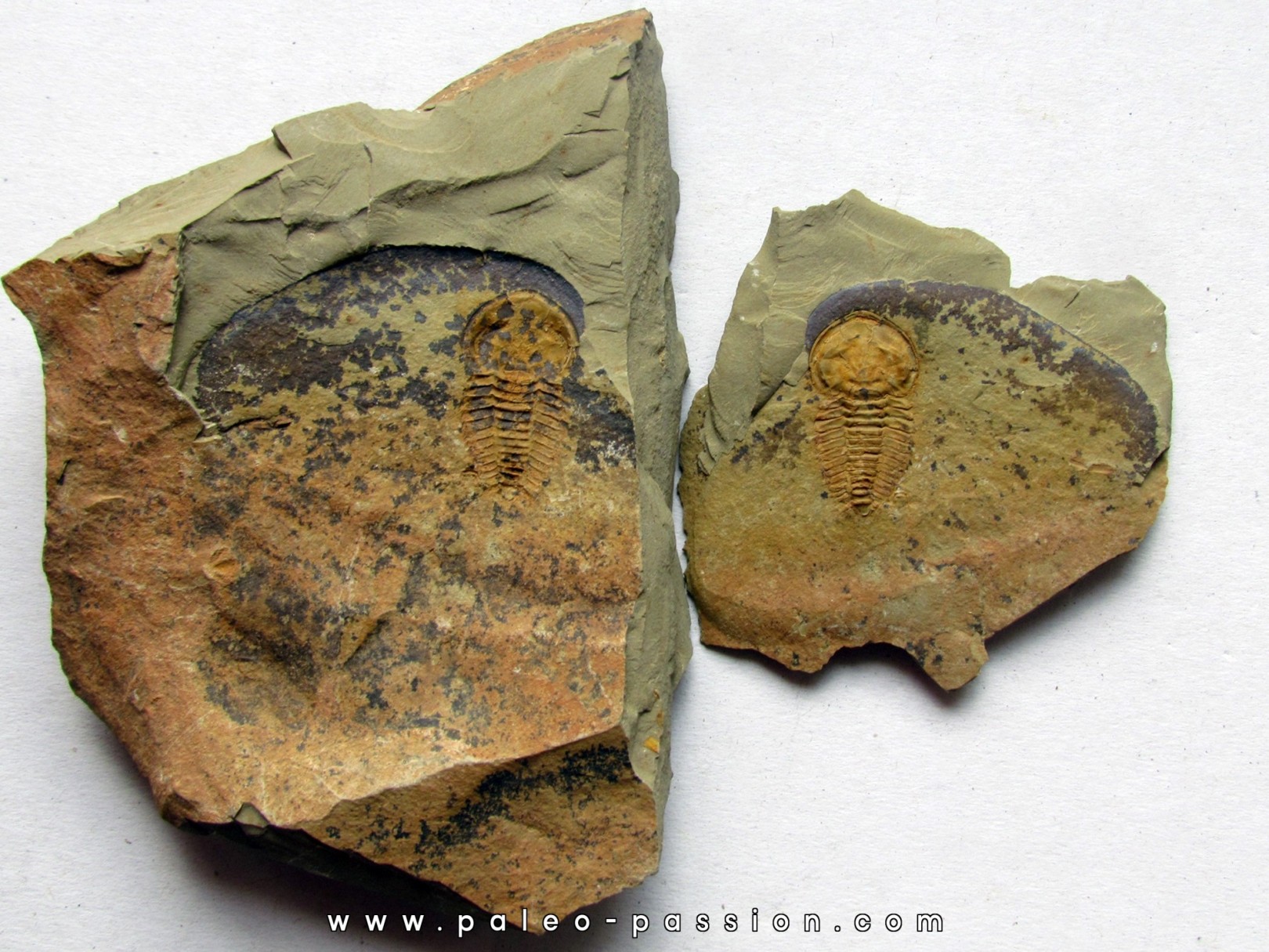 daguinaspis ambroggii  (1) daguinaspis ambroggii  (1)