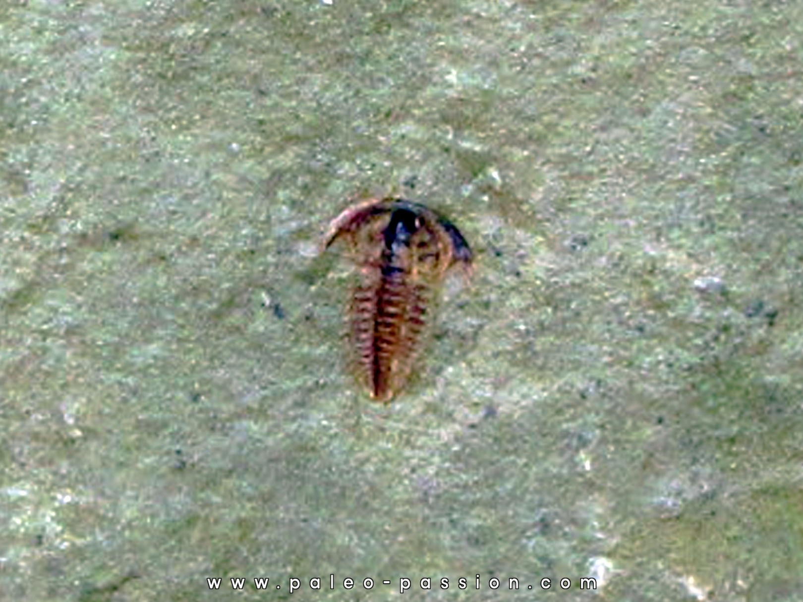 resserops falloti  (1) resserops falloti  (1)