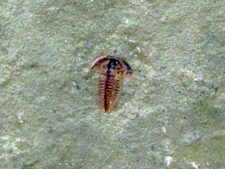 resserops falloti  (1)