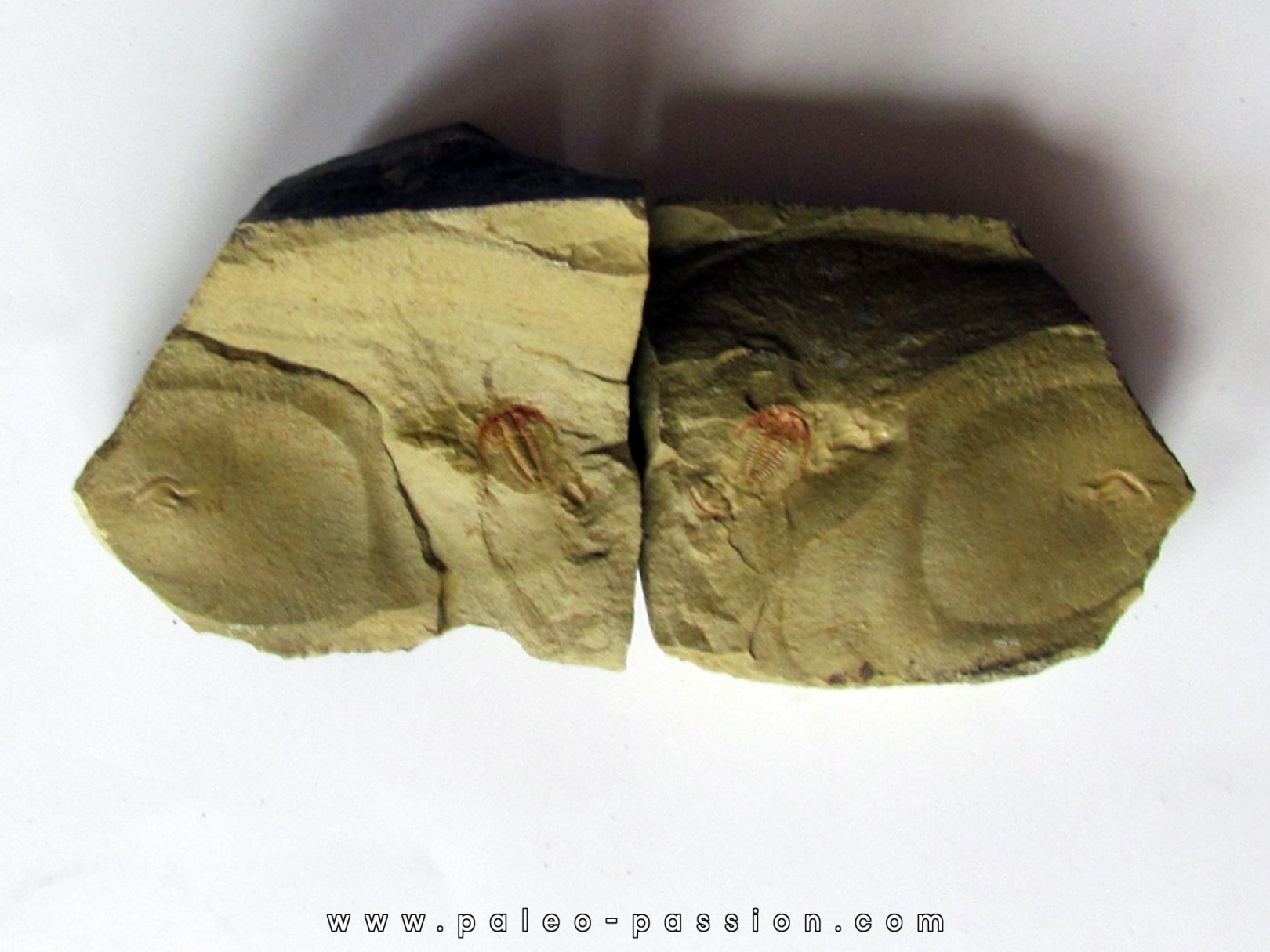 resserops falloti  (2) resserops falloti  (2)