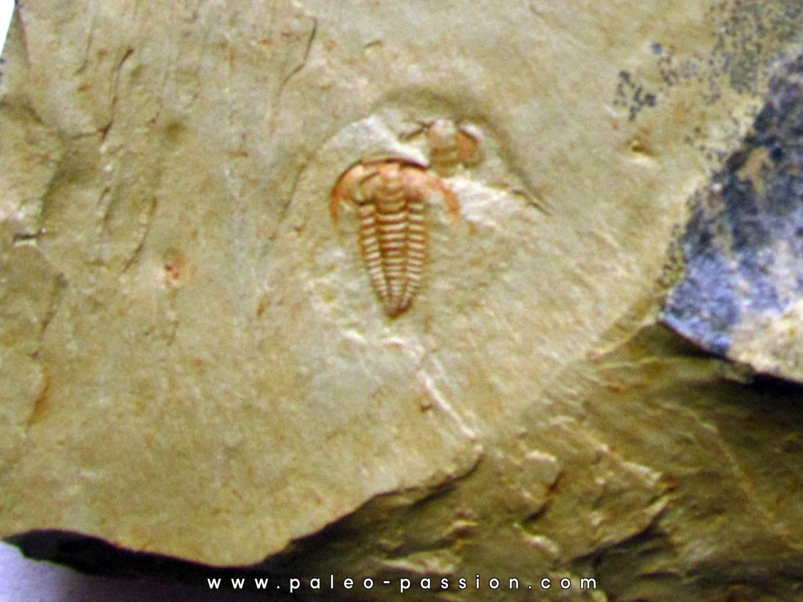 resserops falloti  (3) resserops falloti  (3)