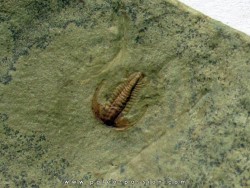 resserops falloti  (4)