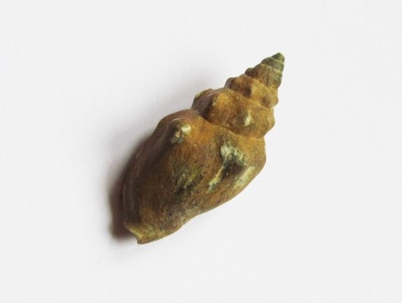 MITRA PARISIENSIS MITRA PARISIENSIS