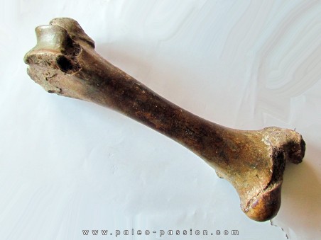 femur de Bison priscus