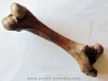 femur de Bison priscus femur de Bison priscus