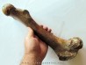 femur de Bison priscus femur de Bison priscus
