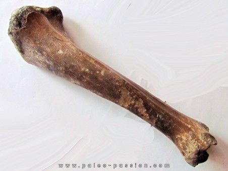 tibia de Bison priscus