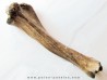 tibia de Bison priscus