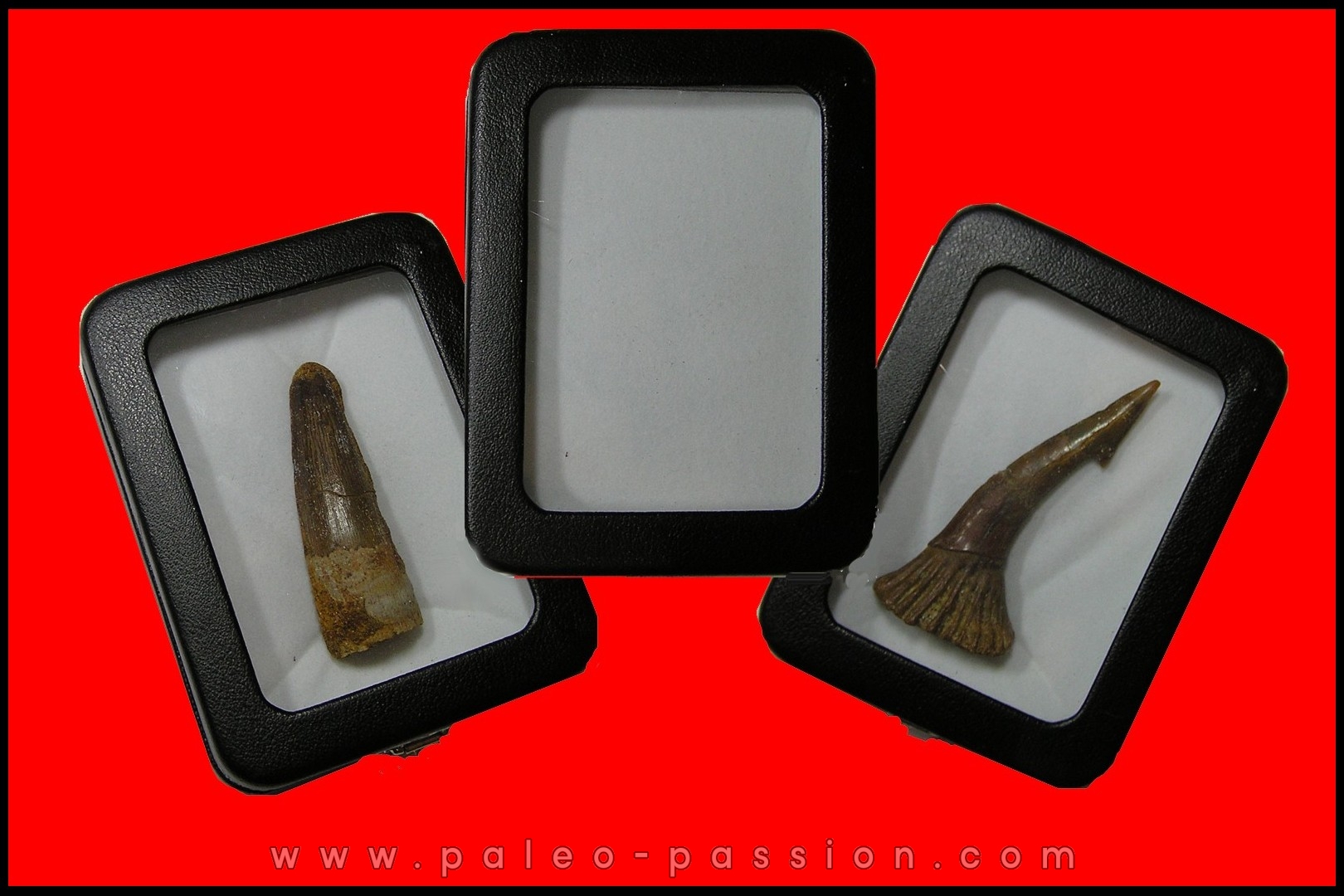 BOITE pour presentation de petits fossiles ou archeo