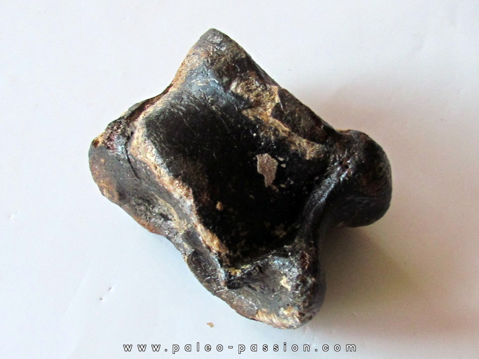 talus (ankle bone)  Bison priscus (1)