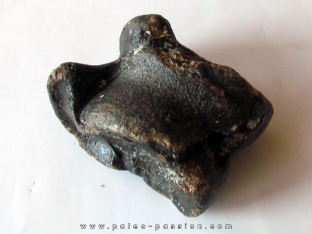 talus (ankle bone)  Bison priscus (2)