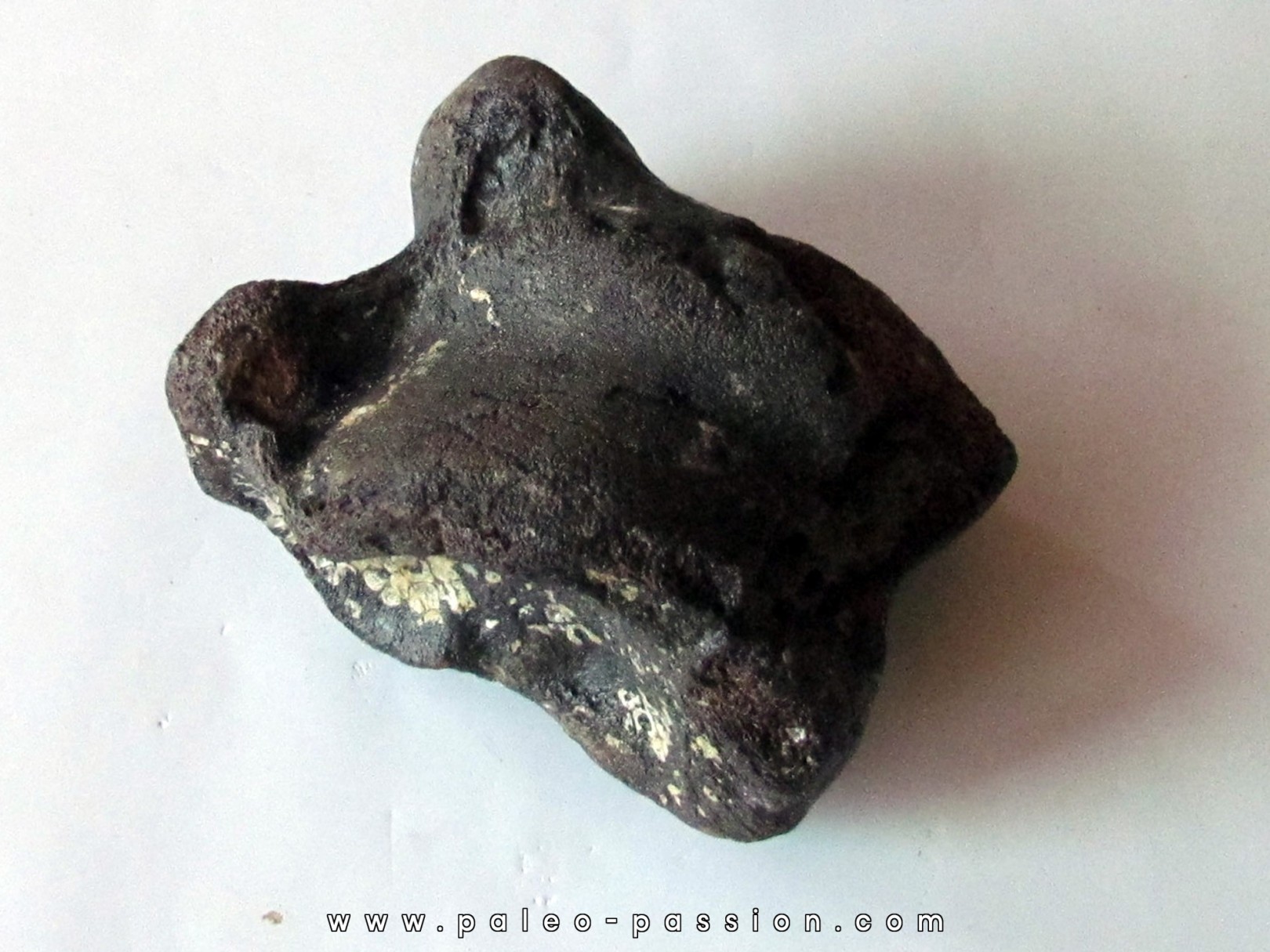 talus (ankle bone)  Bison priscus (3)