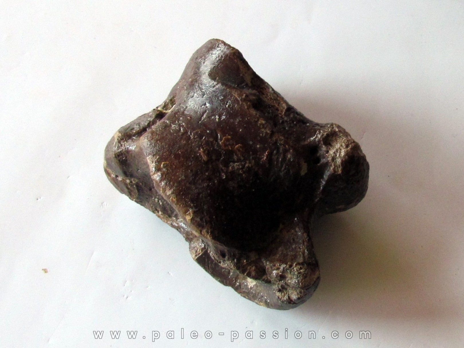 astragale de Bison priscus (4)