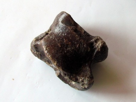 talus (ankle bone)  Bison priscus (4)