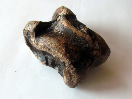 talus (ankle bone)  Bison priscus (5)