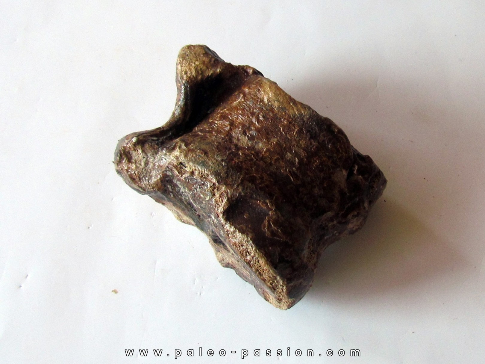 talus (ankle bone)  Bison priscus (6) talus (ankle bone)  Bison priscus (6)