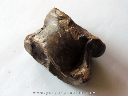 talus (ankle bone)  Bison priscus (7)